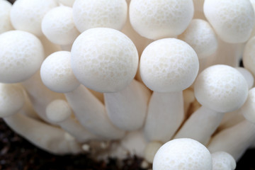 Shimeji mushroom on ground.