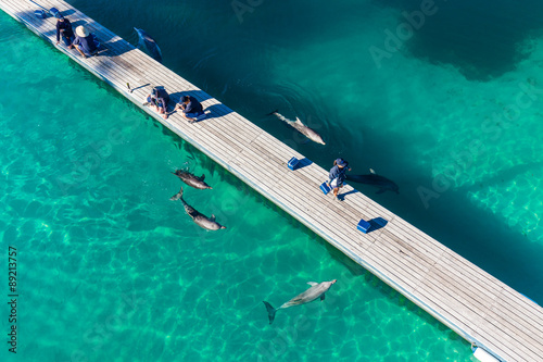 Cuadros en Lienzo GOLD COAST, AUSTRALIA - JUNE 21, 2015 Dolphin in their enclosure