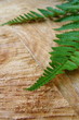 Farn Blätter auf Holz Textur