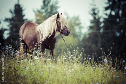 Naklejka dekoracyjna Horse, Suwalszczyzna, Poland