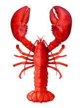 Lobster Isolated