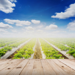 abstract blurred field lettuce  and sunlight with wood table.