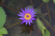 Water lily in full bloom.
