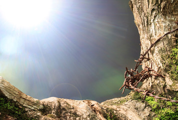 Wall Mural - tree and bokeh background