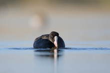Swimming And Feeding Coot In The Morning
