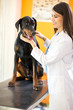 Great Done dog with veterinarian at vet ambulant