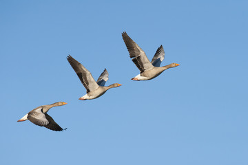 Wall Mural - Greylag Geese in flight