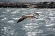 © Antonio ciero - vuelo de Gaviotas