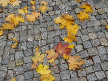 Maple Leaves On Cobblestone Pavement