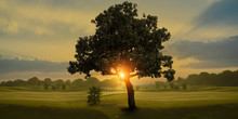 Amazing Sunrise And The Tree In A Golf Course