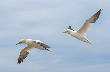 Wall Mural - Northern gannet (Morus bassanus), Helgoland island ,Germany