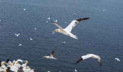 Wall Mural - Northern gannet (Morus bassanus), Helgoland island ,Germany