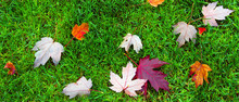 Colorful Fall Maple Leaves With Water Droplets, On Green Grass Background. Letterbox Format