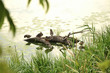 Ducks sitting on the log located on the river