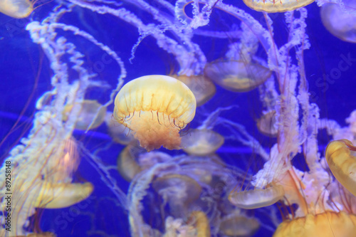 Photo Pacific sea nettle jellyfish, Chrysaora fuscescens, is found along the coast of California and Oregon in the United States
