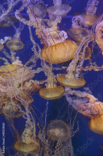 Photo Pacific sea nettle jellyfish, Chrysaora fuscescens, is found along the coast of California and Oregon in the United States
