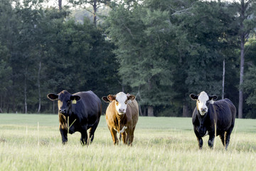 Three heifers in a pasture at sunset