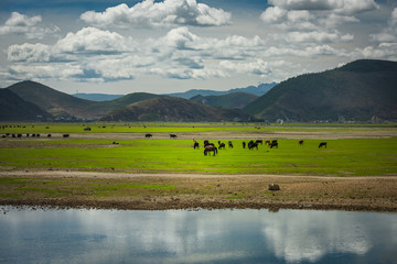 Seasonal lake covered with green grass and yellow hay with hills at the background