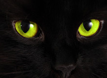 Black Cat Looks At You With Bright Green Eyes