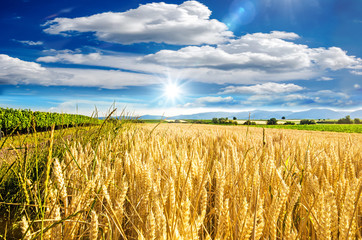 Spätsommer: Weizenfeld in der Pfalz :)