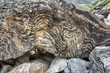 Metamorphic rock with a layered texture