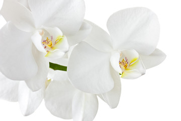 Fotomurales - Beautiful white orchid isolated on white background 