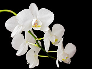 Fotomurales - Beautiful white orchid on dark background 