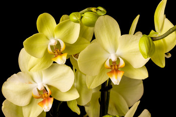 Fotomurales - Beautiful yellow orchid on dark background