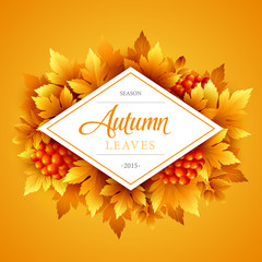 Wall Mural - Autumn typographic. Fall leaf. Vector illustration