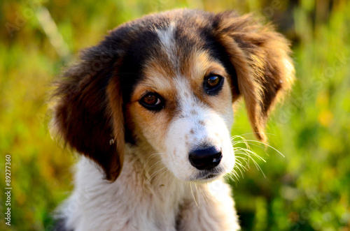 Naklejka ścienna Cute stray dog