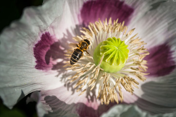 Bee landing on a beautiful flower to pick pollen