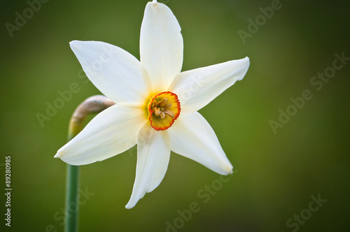 Fotomural Close up of Narcissus angustifolius f
