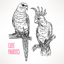 Two Exotic Sketch Parrot