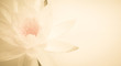 sweet color lotus in soft color and blur style on mulberry paper texture
