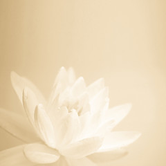 Wall Mural - sweet color lotus in soft color and blur style on mulberry paper texture
