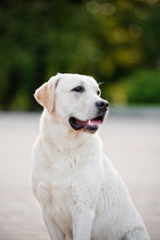 Labrador Dog Portrait Outdoors