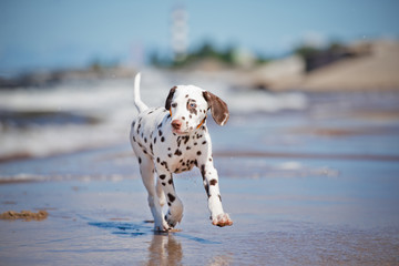 Wall Mural - dalmatian puppy on the beach