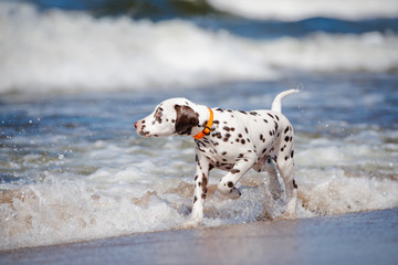 Poster - brown dalmatian puppy on the beach