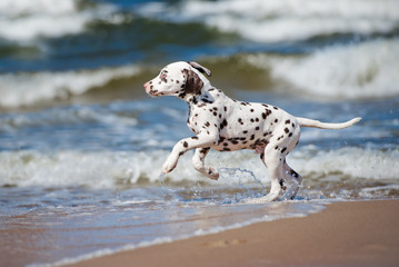 Poster - adorable dalmatian puppy at the sea