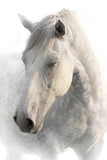 Fototapeta Konie - Portrait of a sleeping gray horse on a white background