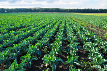 Brassica oleracea cauliflower field