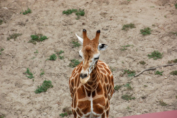 Giraffe