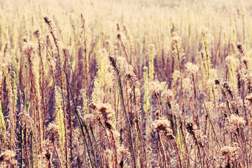 Wall Mural - Field plants with sunlight