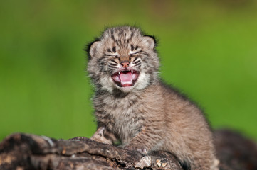 Wall Mural - baby bobcat kit (lynx rufus) cries atop log