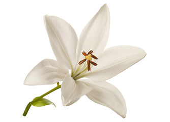 Wall Mural - White lily flower