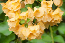 Bush With Yellow Flowers Blooming Bougainvilleas