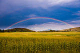 Fototapeta Tęcza - Rainbow over a golden field of corn.