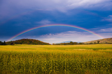 Rainbow over a golden field of corn.
