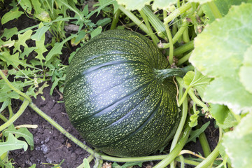 Pumpkin growing on the plantation