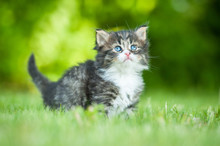 Little Tabby Kitten Looking Up